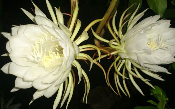 Hoa quỳnh thường nở vào khoảng 8-9h tối, mỗi hoa chỉ tồn tại 3-4 tiếng là héo