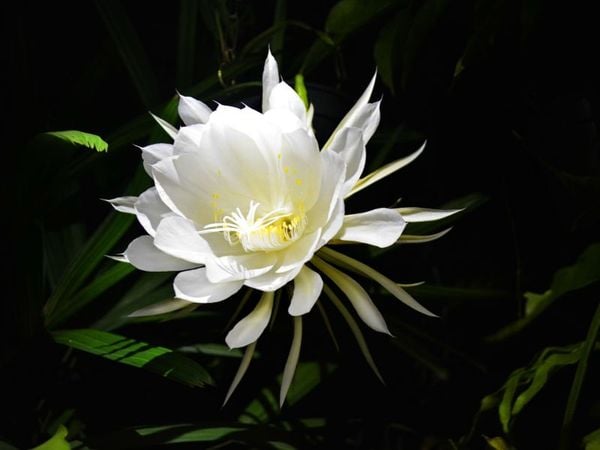 hoa quỳnh nở vào mùa nào