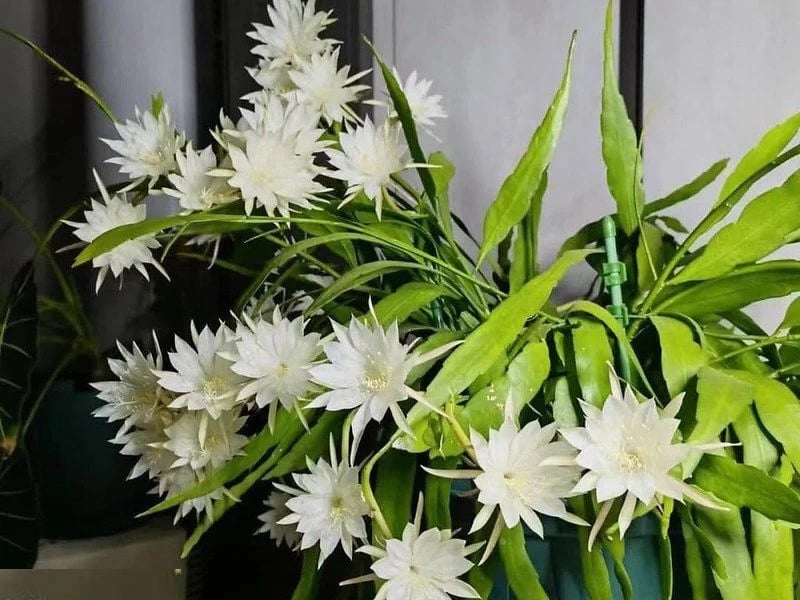 Hoa Quỳnh là một trong những loài cây hoa có vẻ đẹp quý phái và được mệnh danh với cái tên “Nữ Hoàng của Bóng Đêm”