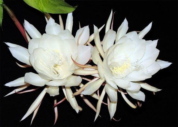 Nguồn gốc của loài hoa nở về đêm - Hoa Quỳnh