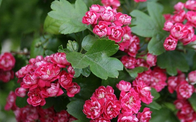 Hoa sơn trà được trồng bằng cách giâm cành