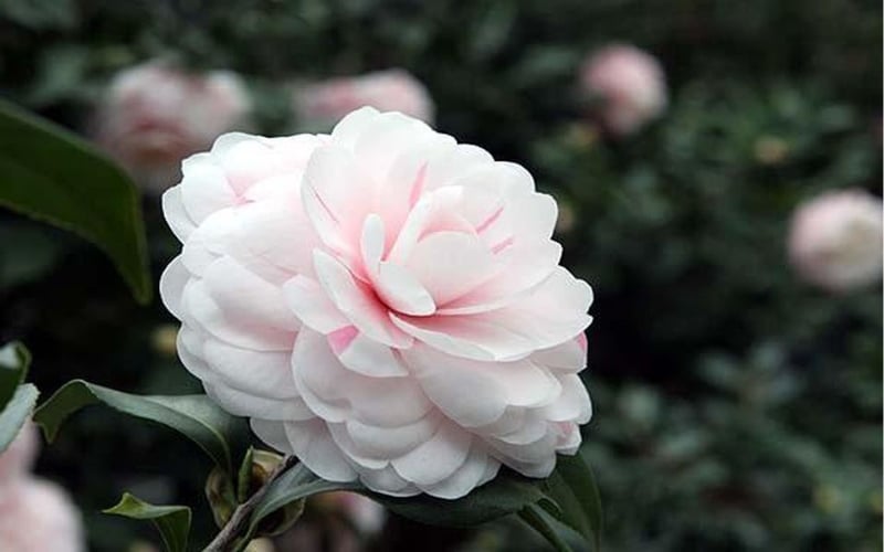 Hoa trà my hồng phấn