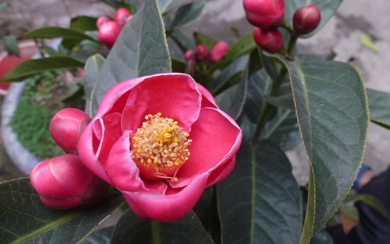 Cận cảnh bông hoa sơn trà đỏ rực rỡ với nhiều lớp cánh xếp chồng lên nhau