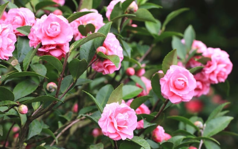 Hoa sơn trà mang nhiều ý nghĩa khác nhau