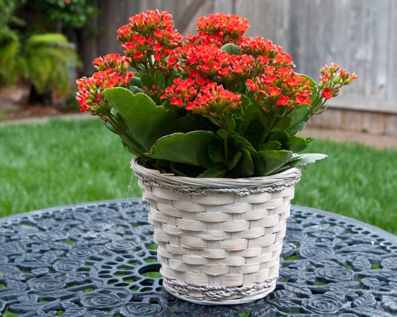 Hoa sống đời mang ý nghĩa sức khỏe dồi dào, hạnh phúc, luôn bình yên