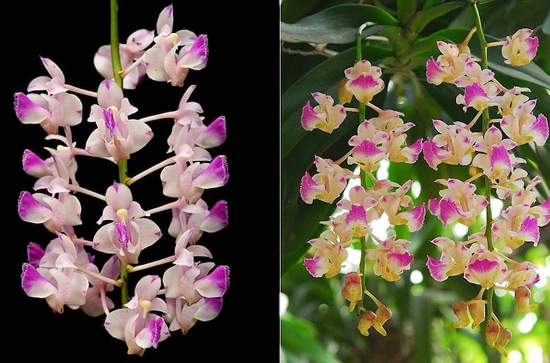 Hoa phong lan tam bảo sắc thuộc họ lan Orchidaceae, bộ Asparagales, chi Aerides falcate hay gọi là chi lan giáng hương