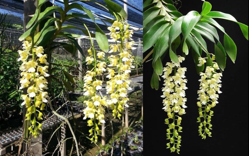 Hoa Lan Giáng Hương Tam Bảo Sắc với chùm hoa dài buông rủ, mỗi bông mang ba màu trắng, vàng, và tím đặc trưng