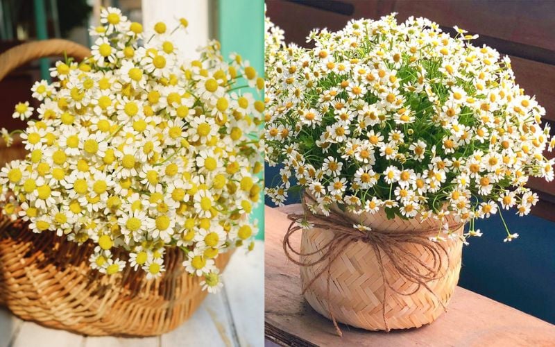 Hướng dẫn chi tiết cách trồng và chăm sóc hoa cúc Tana tại nhà để hoa tươi lâu