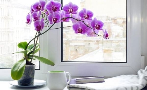 Hoa Lan Hồ Điệp mang vẻ đẹp quý phái, sang trọng dành cho mẹ