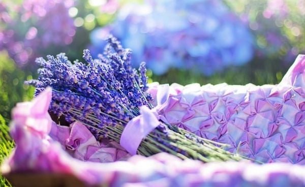 Hoa oải hương tặng mẹ đẹp lung linh với hương thơm ngào ngạt