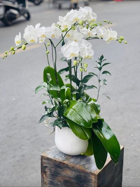 Chậu Lan Hồ Điệp Trắng Mini 2 Vòi - LHĐ93 đầy tinh tế, phù hợp tặng mẹ