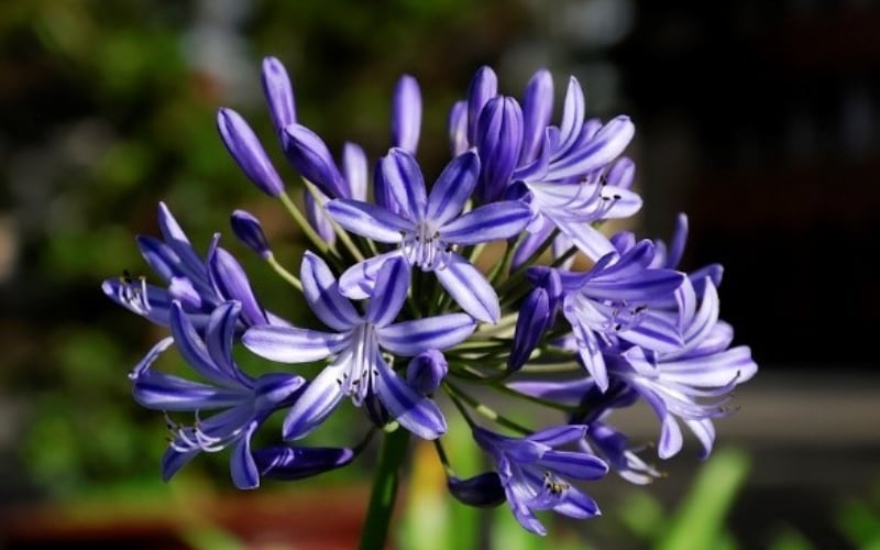 Hoa thanh anh màu tím tượng trưng cho sự thủy chung