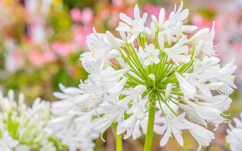 Hoa thanh anh trắng