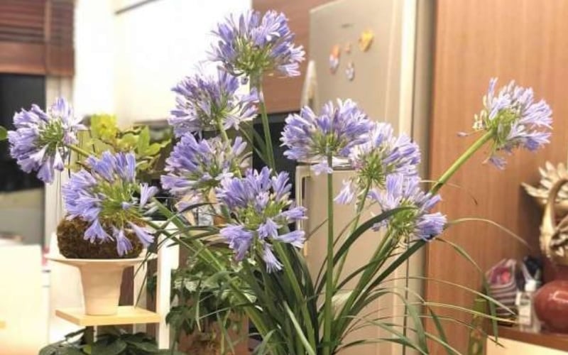 Hoa thanh anh có mức giá khoảng 35.000 VNĐ 1 cành