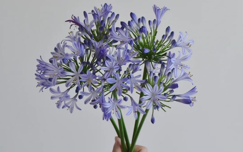 Hoa thanh anh có tên khoa học là Agapanthus