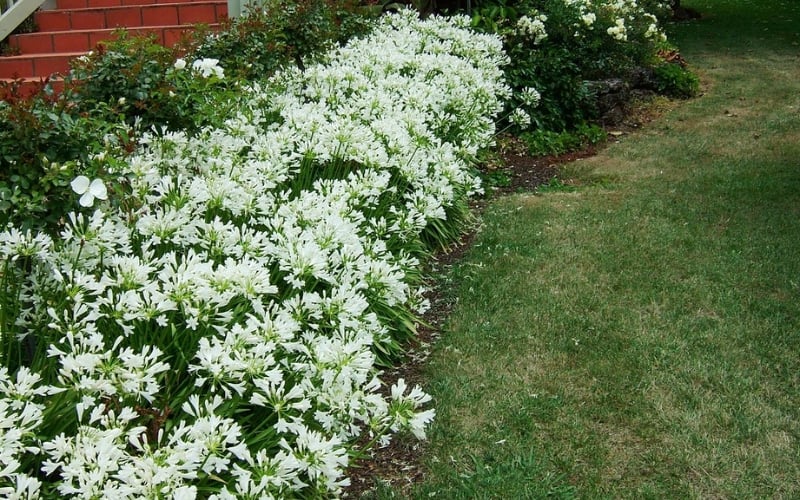 Có thể trồng hoa thanh anh từ hạt giống, củ hoặc chiết cành