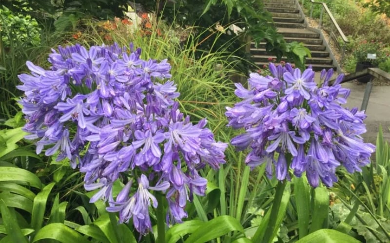 Thường xuyên tưới nước để hoa thanh anh phát triển tốt