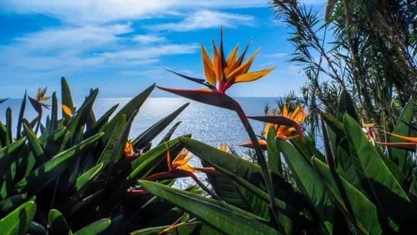 Hoa thiên điểu hợp với mệnh hoả và mộc