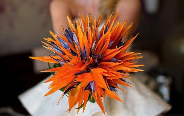 Khám phá đặc điểm nổi bật về cấu tạo và màu sắc độc đáo của Hoa Thiên Điểu