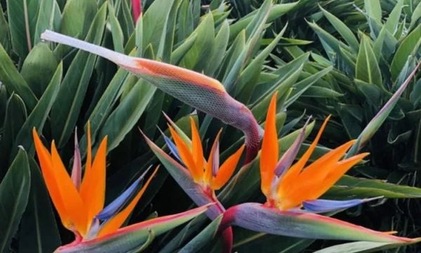 Hoa Thiên Điểu - Hoa Tươi Cắt Cành