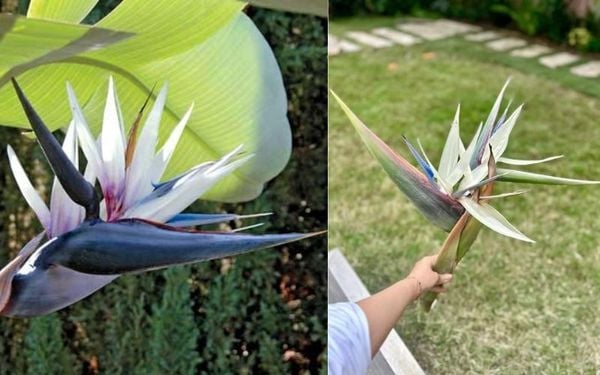 Một màu hoa thiên điểu hiếm có với trắng và xanh