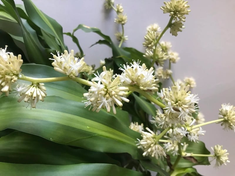 Thiết mộc lan ra hoa mang đến may mắn, tài lộc