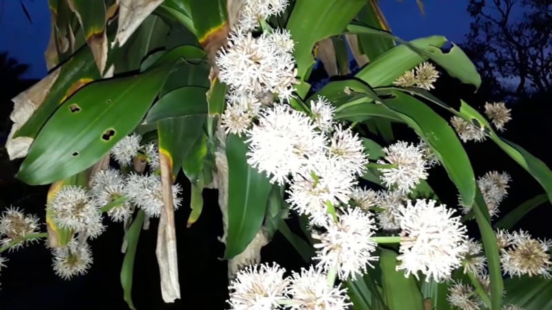 Cây thiết mộc lan ra hoa trắng tinh khôi