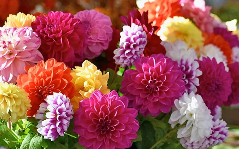 Hoa thược dược có nhiều màu sắc đa dạng