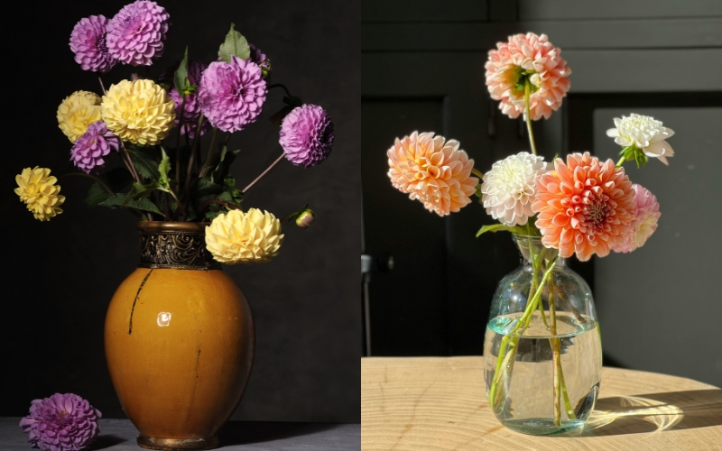 Nên ngâm thược dược trong nước sôi để hoa chơi được bền hơn