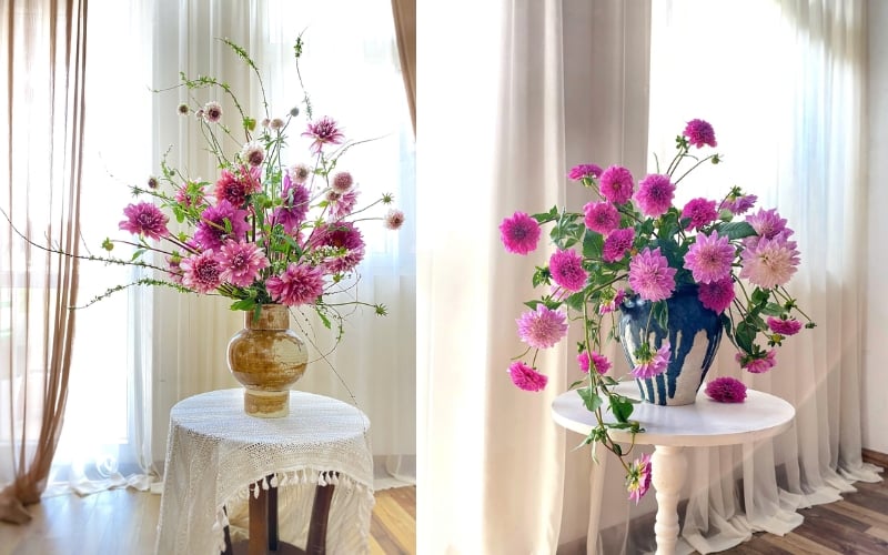 Hoa thược dược thuộc họ Cúc (Asteraceae)