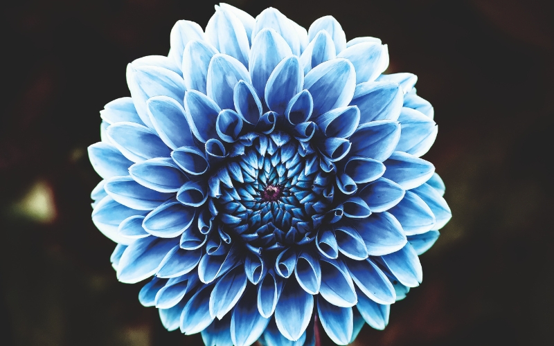 Cận cảnh một bông hoa thược dược đỏ thắm nở rộ trong ngày Tết