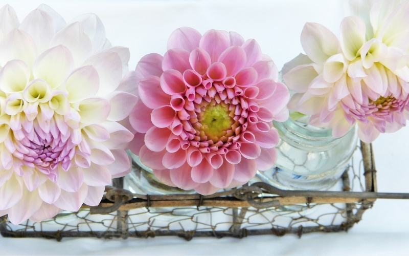 Chọn hoa có thân cứng cáp, đã nở