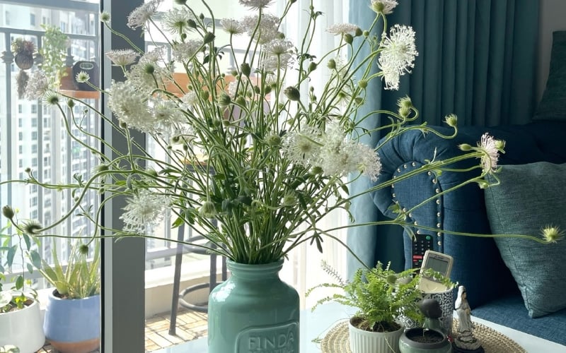 Cắm hoa thúy châu trong bình