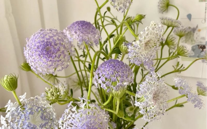 Hoa thúy châu màu tím