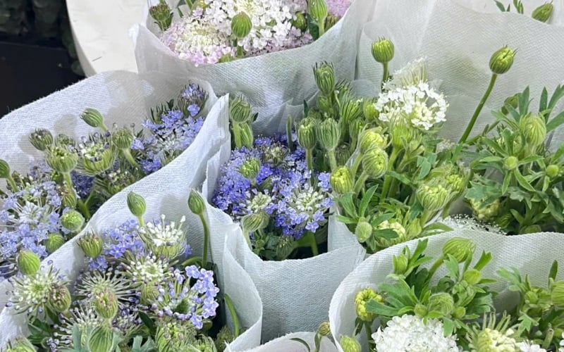 Hoa thúy châu được bán với giá dao động từ 100.000 - 160.000 đồng