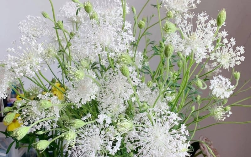 Cận cảnh bông hoa thúy châu màu tím với cấu trúc cánh hoa và cựa mật độc đáo