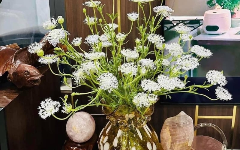 Hoa thúy châu hay hoa Lace là một loài hoa thân thảo