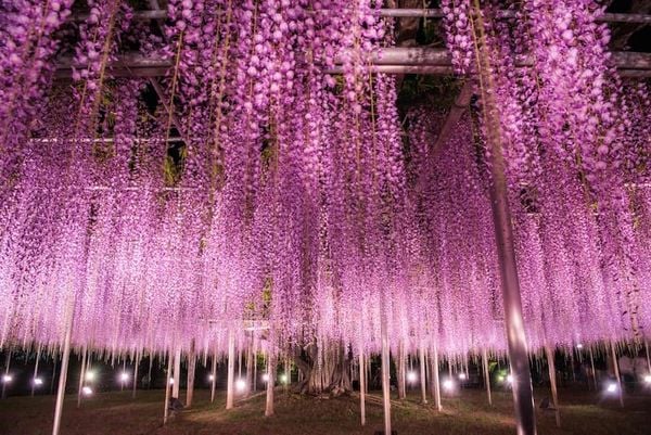 Truyền thuyết hoa tử đằng gắn liền với mối tình bi thương của Fuji và Shizuka