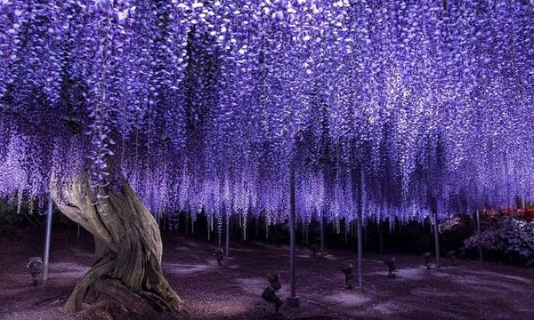 Lắng nghe những truyền thuyết cảm động và ý nghĩa về hoa Tử Đằng