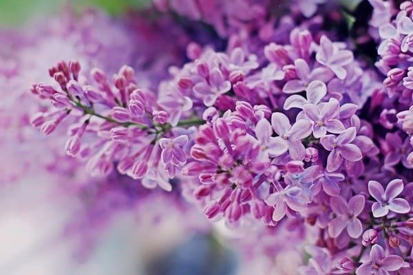 hoa tử đinh hương lilac đẹp