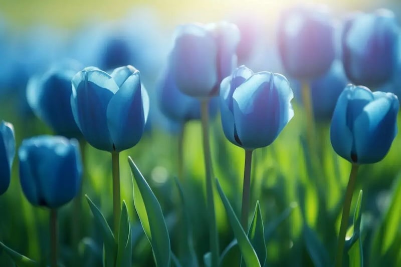 Tulip xanh dương tượng trưng cho niềm tin, lòng trung thành và hòa bình