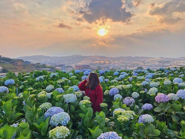 hoa cẩm tú cầu