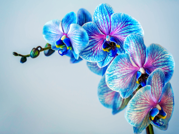 ý nghĩa hoa lan xanh dương
