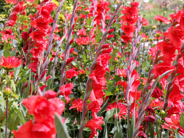 Hoa Lay Ơn Đỏ