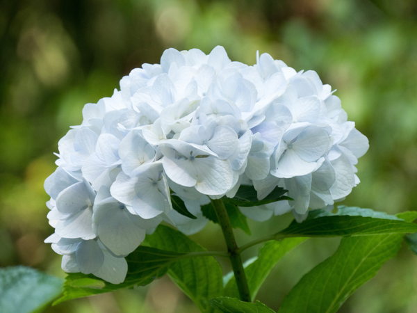Hoa tháng sinh cho tháng 5: Hoa cẩm tú cầu