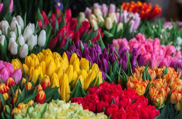 Biểu tượng tháng sinh cho tháng 3: Hoa tulip