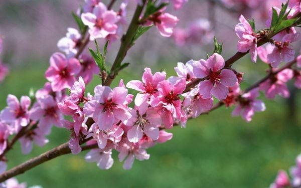 Hoa đào là một trong các loại hoa Tết miền bắc được yêu thích nhất