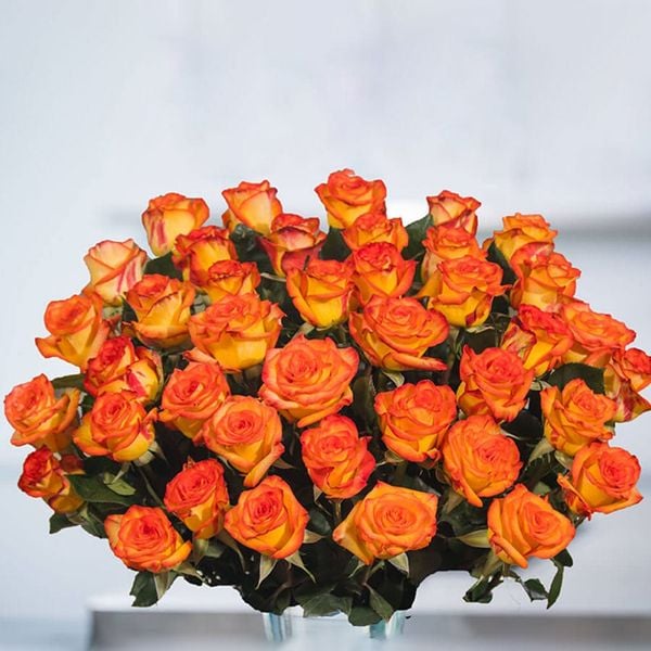 Hoa hồng cam là một trong những giống hóa hiếm có khó tìm trong thời buổi hiện nay.