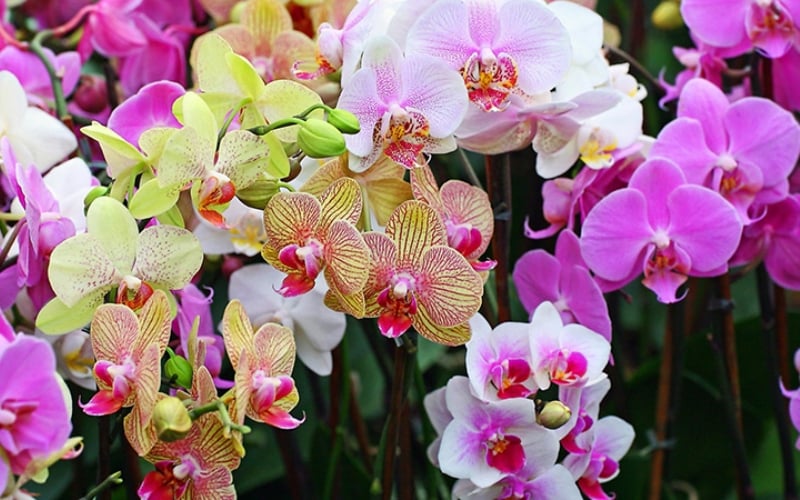 Hoa lan tượng trưng cho sức mạnh, sự phát triển không ngừng