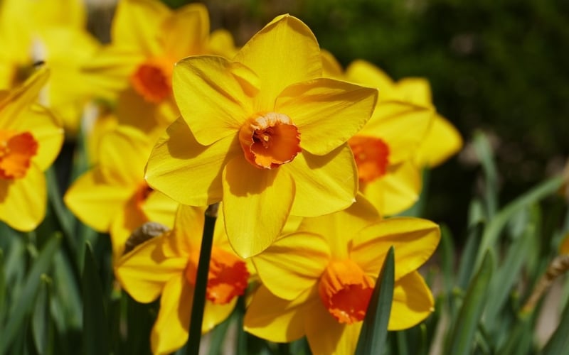 Hoa thủy tiên gắn liền với ý nghĩa về một sự khởi đầu mới mẻ, sự tái sinh